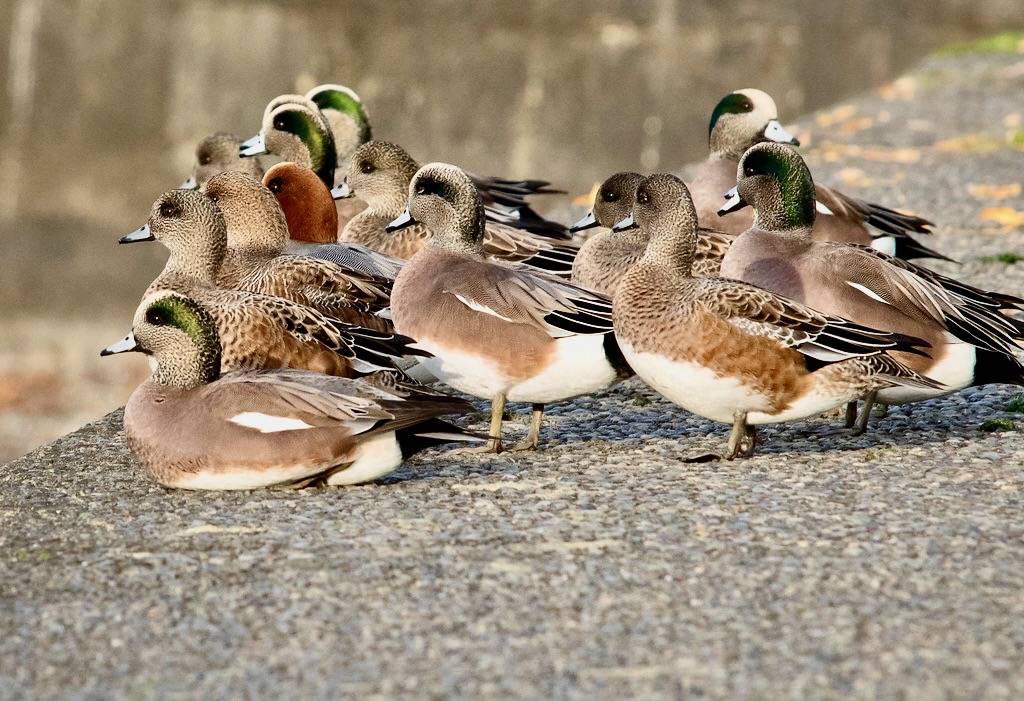 Clandestine Eurasian (American Wigeons + Eurasian) by Ingrid Taylar is licensed under CC BY-NC 2.0 Only redhead in the crowd